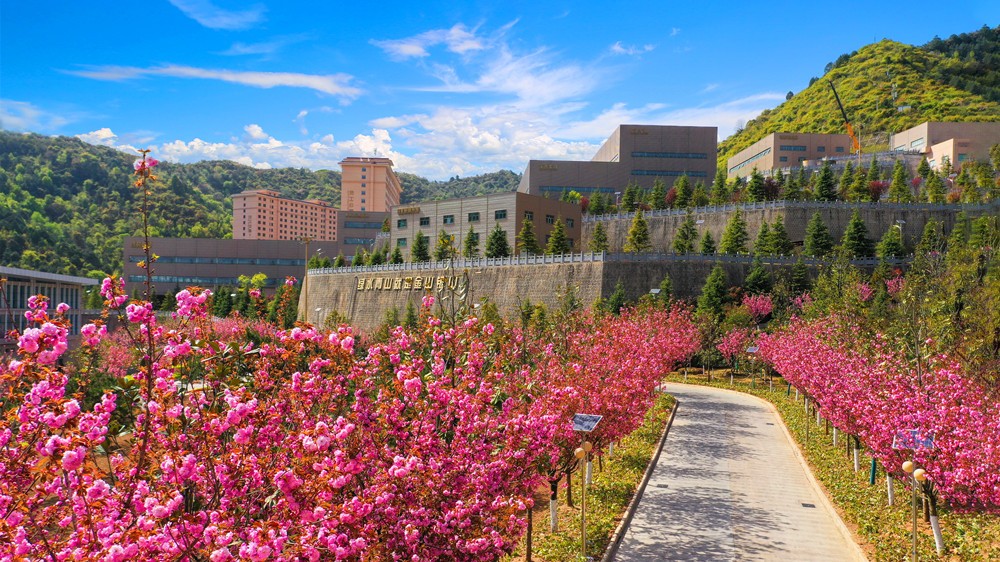 202303141678784057974284.jpg 18-櫻花大道.jpg